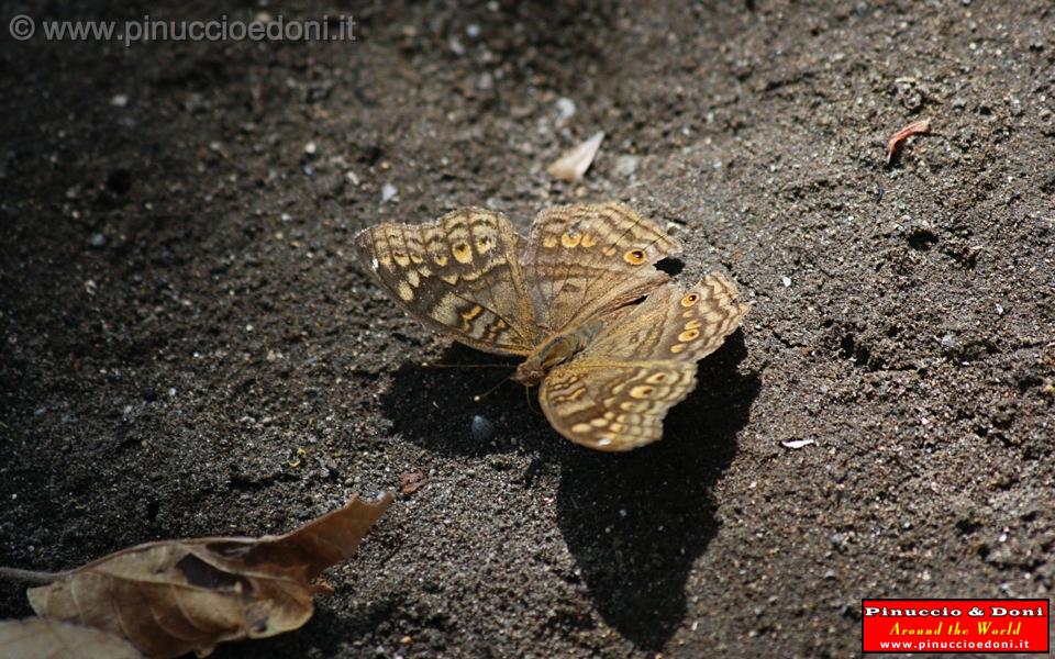 Ethiopia - 214 - Butterfly.jpg